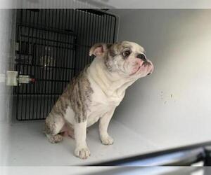 Bulldog Dogs for adoption in Houston, TX, USA