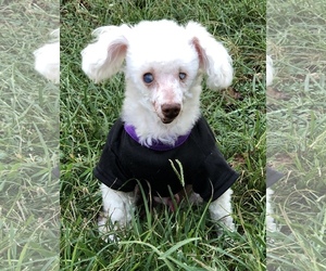 Poodle (Toy) Dogs for adoption in Sparta, TN, USA