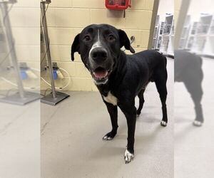 Labrador Retriever-Unknown Mix Dogs for adoption in Sanford, FL, USA