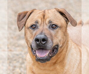 Black Mouth Cur-Unknown Mix Dogs for adoption in Hilton Head, SC, USA