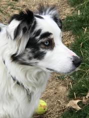 Australian Shepherd Dogs for adoption in Howell, MI, USA