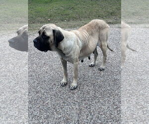 Mastiff Dogs for adoption in Edmond, OK, USA