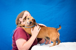 Dachshund Dogs for adoption in Pasadena, CA, USA
