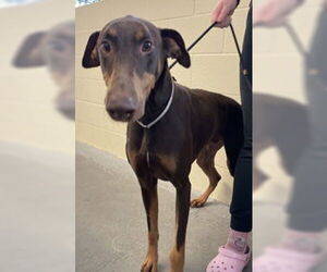 Doberman Pinscher Dogs for adoption in Salinas, CA, USA