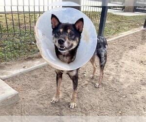 Shiba Inu Dogs for adoption in Orange, CA, USA