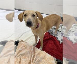 American Pit Bull Terrier-Unknown Mix Dogs for adoption in Fort Wayne, IN, USA