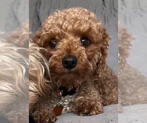 Goldendoodle (Miniature) Dogs for adoption in St. Louis Park, MN, USA