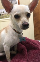 Medium Photo #1 Chihuahua Puppy For Sale in Davis, CA, USA