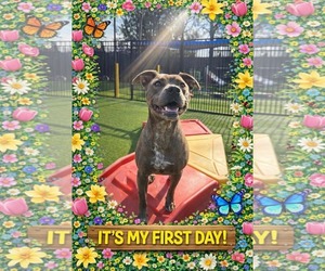 American Pit Bull Terrier-Unknown Mix Dogs for adoption in Holly Springs, NC, USA