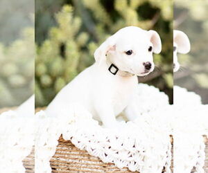 Dachshund Dogs for adoption in Corona, CA, USA