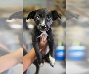Australian Shepherd-Unknown Mix Dogs for adoption in Foristell, MO, USA