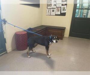 German Shorthaired Pointer-Unknown Mix Dogs for adoption in Pasadena, CA, USA