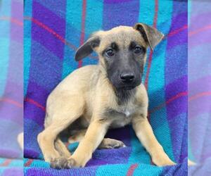 Mutt Dogs for adoption in Thief River Falls, MN, USA