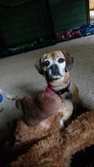 Puggle Dogs for adoption in Lee's Summit, MO, USA