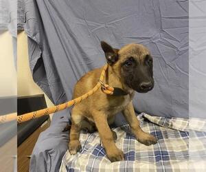 Mutt Dogs for adoption in Modesto, CA, USA