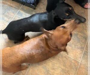 Dachshund Dogs for adoption in Stanhope, NJ, USA