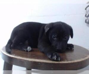 Labrador Retriever Dogs for adoption in Pasadena, TX, USA