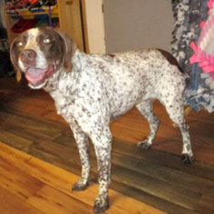 German Shorthaired Pointer Dogs for adoption in Fayetteville, TN, USA