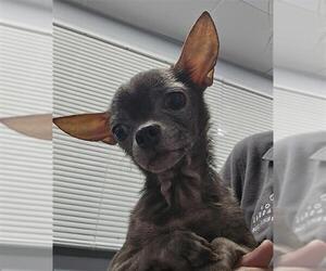Chihuahua-Unknown Mix Dogs for adoption in Tallahassee, FL, USA