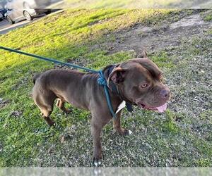 American Staffordshire Terrier-Unknown Mix Dogs for adoption in Grand Prairie, TX, USA