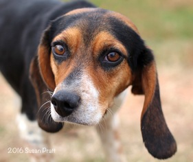 Beagle Dogs for adoption in Bedford, VA, USA