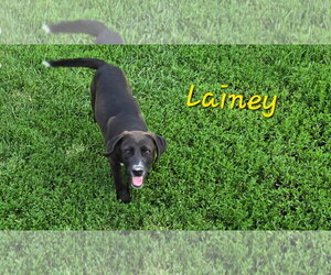 Labrador Retriever-Unknown Mix Dogs for adoption in Rutledge, TN, USA