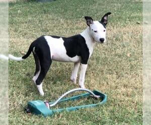 Unknown-Whippet Mix Dogs for adoption in Ben Wheeler, TX, USA