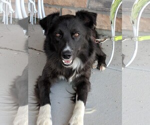 Border-Aussie Dogs for adoption in Castle Rock, CO, USA