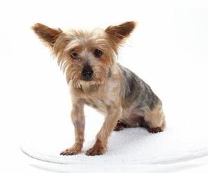 Mutt Dogs for adoption in Burbank, CA, USA