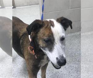 Mutt Dogs for adoption in Conroe, TX, USA