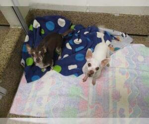 Chihuahua Dogs for adoption in Springfield, MA, USA