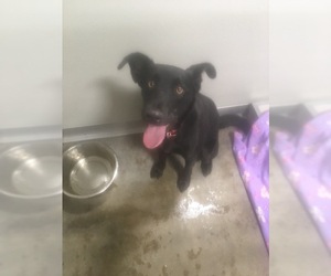Borador Dogs for adoption in Pierceton , IN, USA