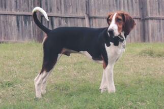 Treeing Walker Coonhound Dogs for adoption in Wylie, TX, USA