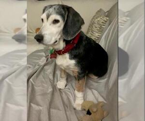 Beagle Dogs for adoption in Chester, NJ, USA