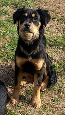 Rottweiler-Unknown Mix Dogs for adoption in White Hall, AR, USA