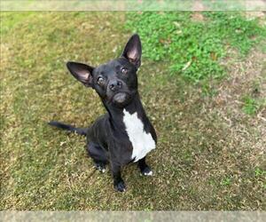 American Pit Bull Terrier-Unknown Mix Dogs for adoption in Grovetown, GA, USA
