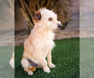 Cairn Terrier-Unknown Mix Dogs for adoption in Albuquerque, NM, USA