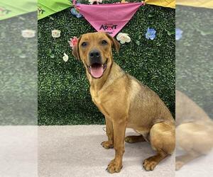 Labrador Retriever-Unknown Mix Dogs for adoption in Grasswood, Saskatchewan, Canada