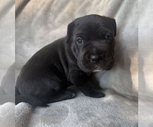 Mutt Dogs for adoption in OKLAHOMA CITY, OK, USA