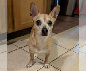 Chihuahua Dogs for adoption in Vail, AZ, USA