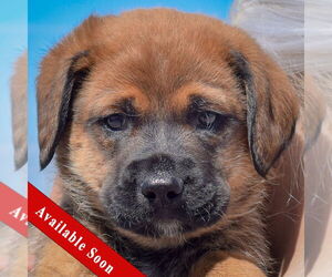 Mutt Dogs for adoption in Huntley, IL, USA
