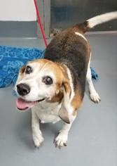 Medium Photo #1 Beagle Puppy For Sale in Mission, KS, USA