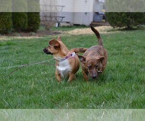 Dorgi Dogs for adoption in Cincinnati, OH, USA