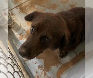 Mutt Dogs for adoption in Gadsden, AL, USA