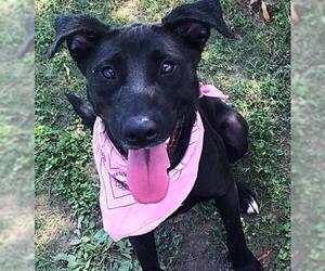 Borador Dogs for adoption in byhalia, MS, USA