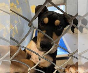 American Pit Bull Terrier Dogs for adoption in Stockton, CA, USA