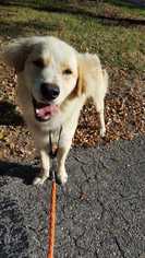 Golden Pyrenees Dogs for adoption in Glen Haven, WI, USA
