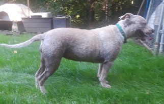 Medium Photo #1 American Staffordshire Terrier-Labrador Retriever Mix Puppy For Sale in Pipestem, WV, USA