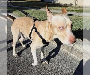 Siberian Husky-Unknown Mix Dogs for adoption in San Antonio, TX, USA