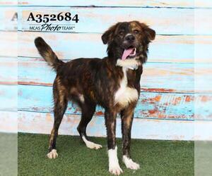 Australian Retriever Dogs for adoption in Conroe, TX, USA